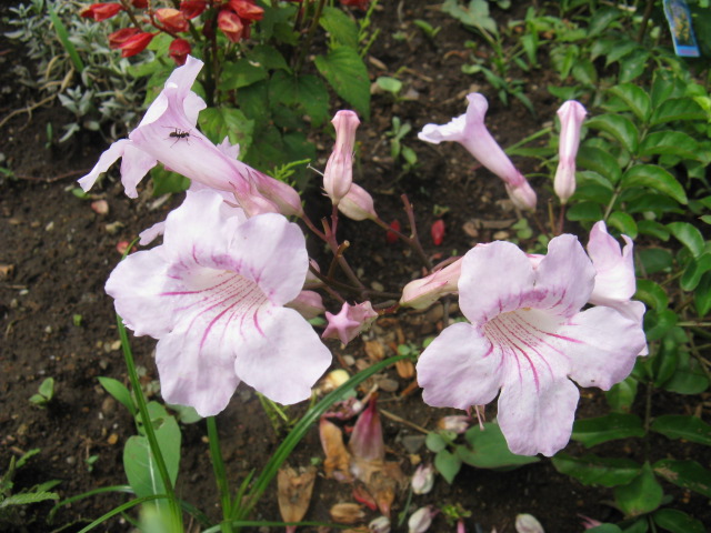 植物編のノウゼンカズラ科のピンクノウゼンカズラ