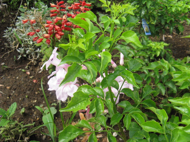 植物編のノウゼンカズラ科のピンクノウゼンカズラ