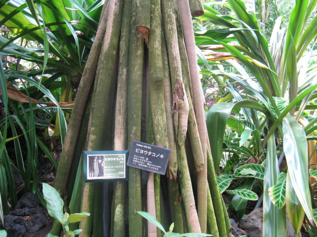 植物編のタコノキ科のビョウタコノキ（美容蛸の木）