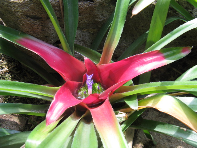 植物編のパイナップル科のネオレゲリア カロリナエ