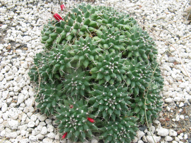 ʪԤΥܥƥʤneo mammillarianeo mammillaria