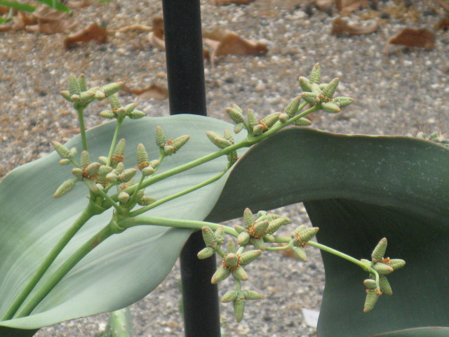 植物編のウェルウィチア科のキソウテンガイ