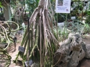 植物編のタコノキ科のタコノキ（蛸の木、露兜樹）
