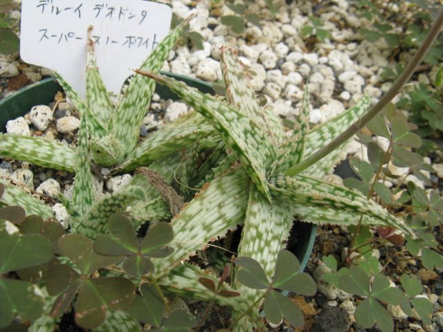 植物編のアロエ科のスーパースノーホワイト