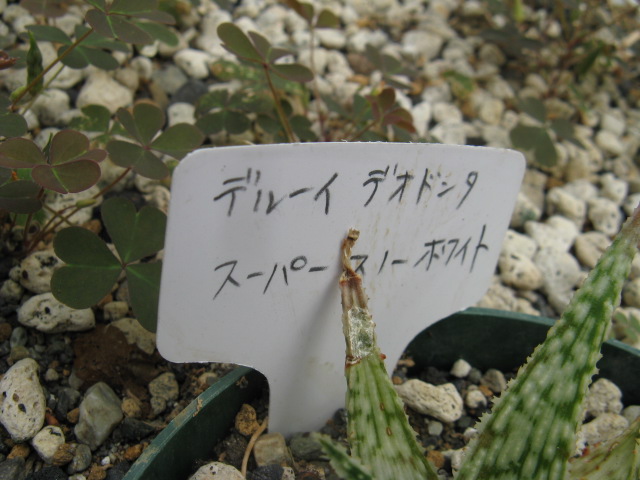 植物編のアロエ科のスーパースノーホワイト