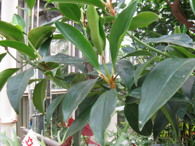 植物編のヒルギ科のオバナオヒルギ（オバナオヒルギ）