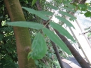植物編のカタバミ科のゴレンシ（ゴレンシ）