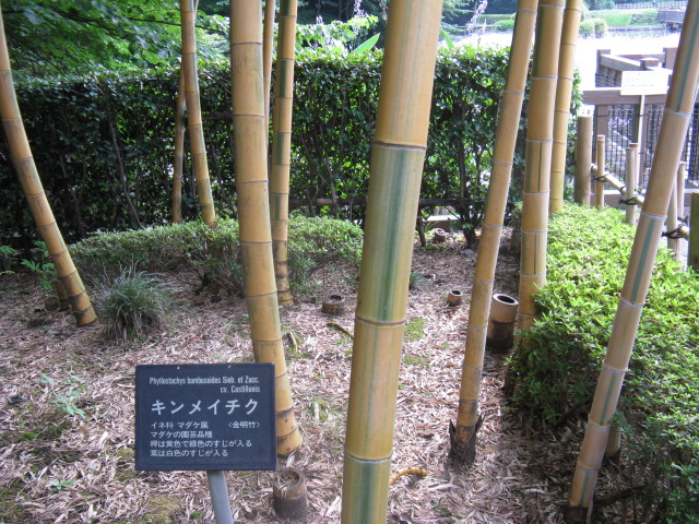 植物編のイネ科のキンメイチク