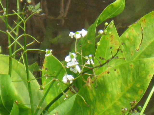 植物編のオモダカ科のヘラオモダカ（箆面高）