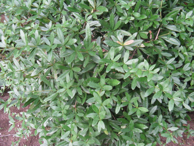 植物編のメギ科のメギ