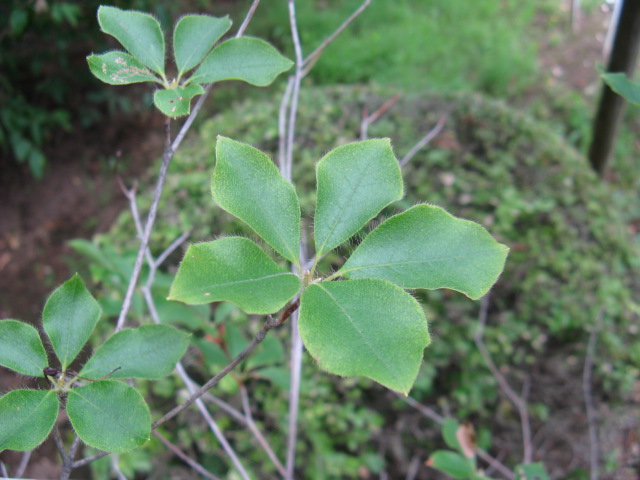 植物編のツツジ科のアカヤシオ（アカヤシオ）