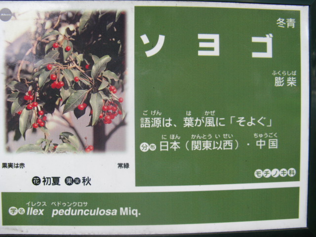 植物編のモチノキ科のソヨゴ（冬青）