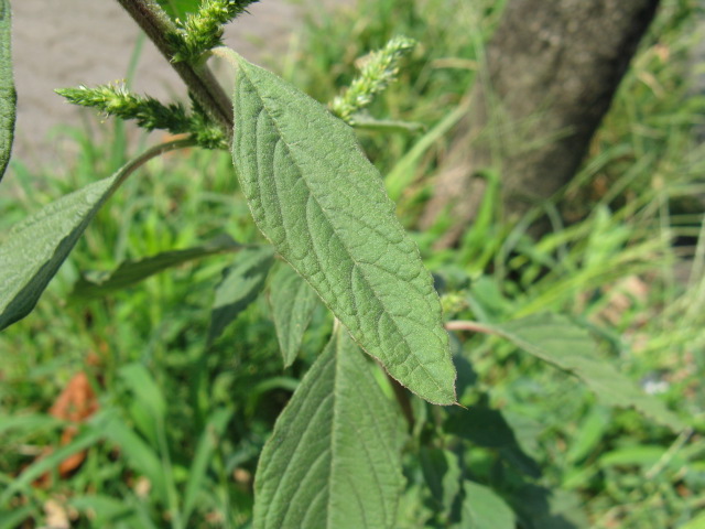 植物編のヒユ科のアオゲイトウ（青鶏頭）