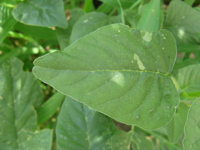 植物編のヒユ科のアオビユ（アオビユ）