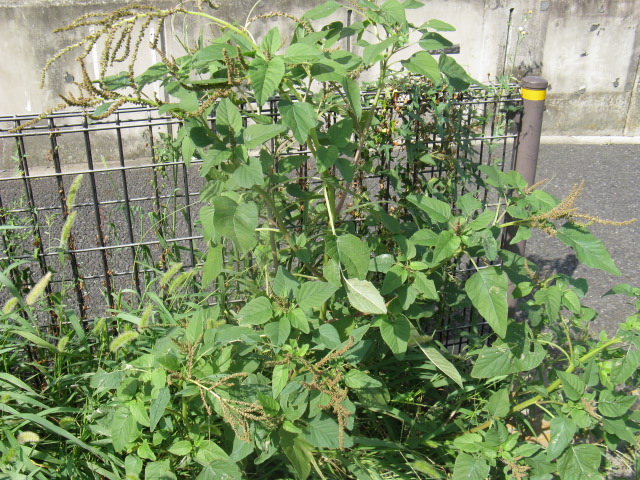 植物編のヒユ科のアオビユ（アオビユ）