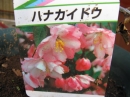 植物編のバラ科のハナカイドウ（花海棠）