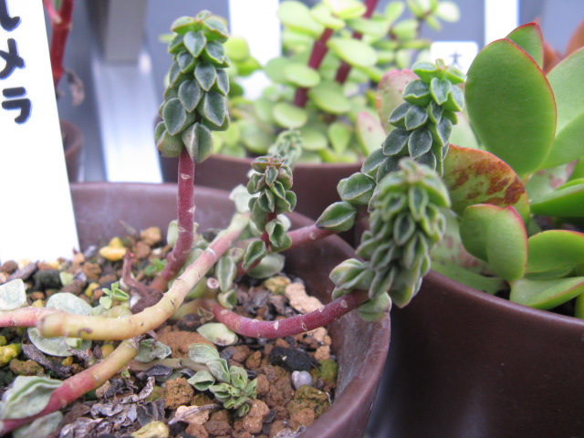 植物編のコショウ科のコルメラ（コルメラ）