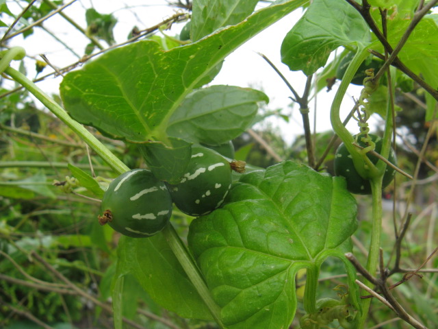 植物編のウリ科のオキナワスズメウリ（沖縄雀瓜）
