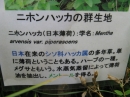 植物編のシソ科のニホンハッカ（日本薄荷）