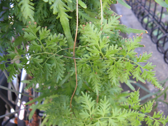 植物編のフサシダ科のカニクサ（蟹草）