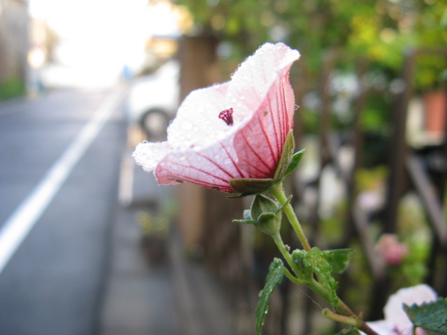 最高アオイ科 花 美しい花の画像