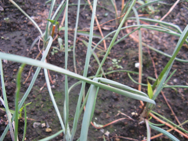 植物編のネギ科のラッキョウ（辣韮）