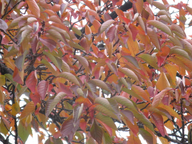 植物編のバラ科のサクラ（桜）