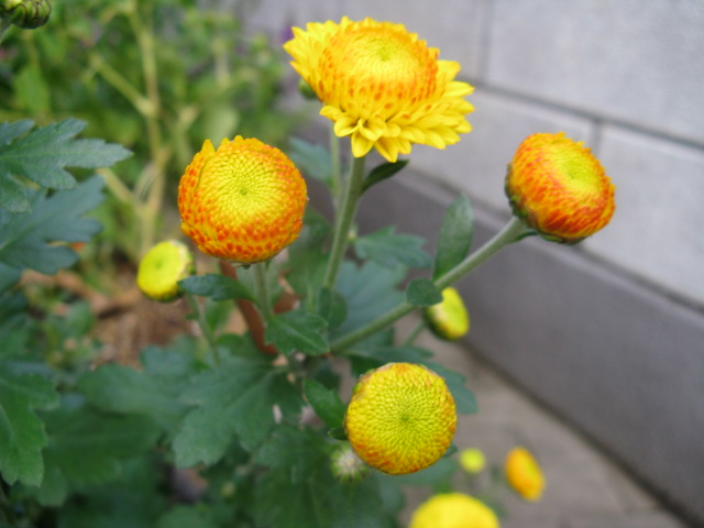 植物編のキク科のキク（菊）