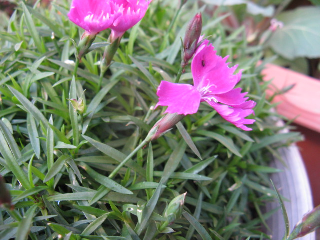 植物編のナデシコ科のカオリナデシコ