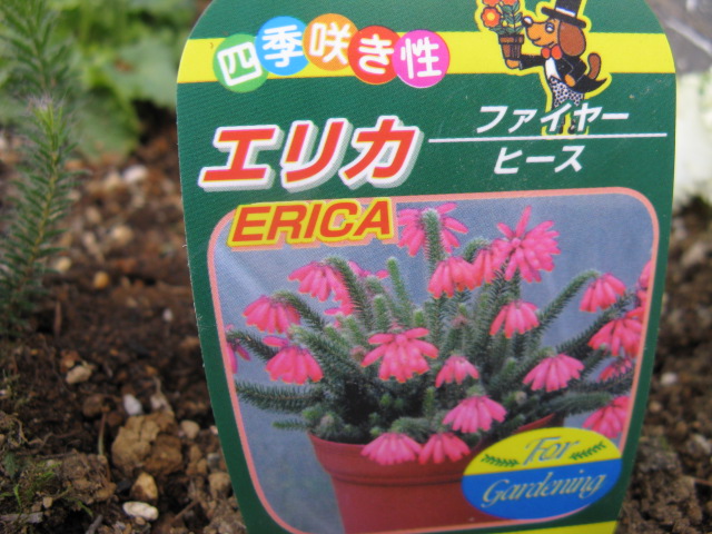 植物編のツツジ科のエリカ・ファイヤーヒース(エリカ・ファイヤーヒース)