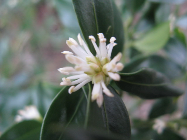 植物編のツゲ科のサルココッカ（サルココッカ）