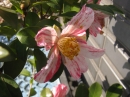 植物編のツバキ科のサザンカ（山茶花）