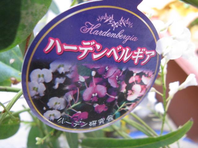 植物編のマメ科のハーデンベルギア（ハーデンベルギア）