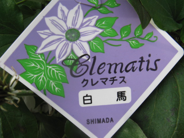 植物編のキンポウゲ科のクレマチス