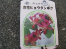 植物編のスイカズラ科のアカバナヒョウタンボク（赤花ヒョウタンボク）