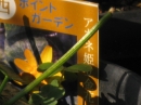 植物編のキンポウゲ科のアカネヒメリュウキンカ（アカネ姫立金花）