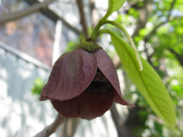 植物編のバンレイシ科のポポー