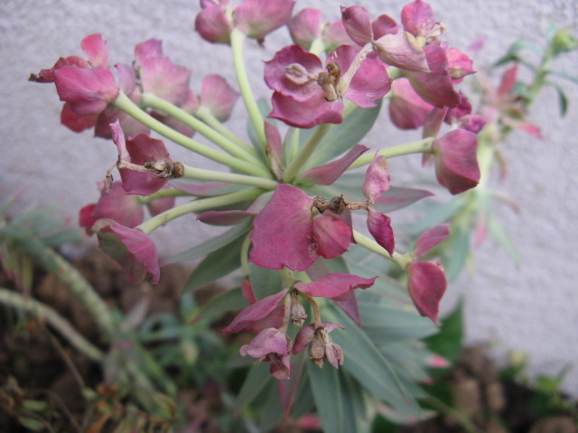 植物編のムラサキ科のエキウム（エキウム）