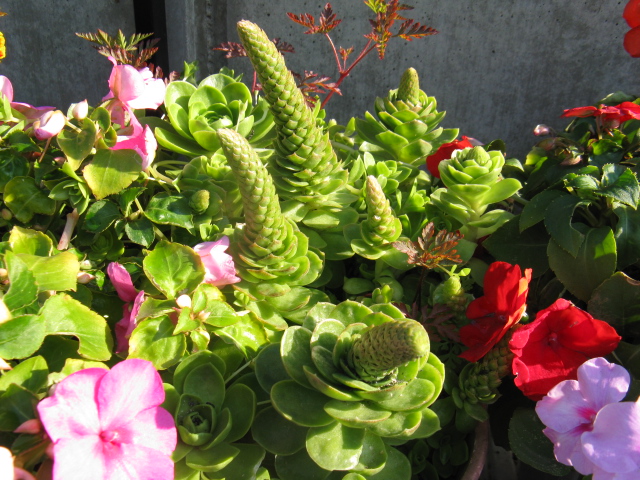 植物編のベンケイソウ科のゲンカイイワレンゲ