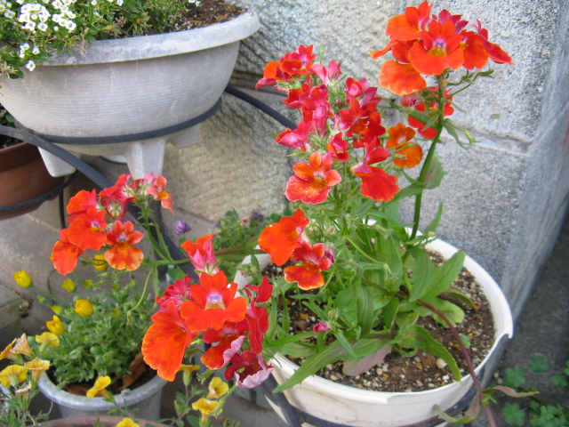 植物編のゴマノハグサ科のディアスシア