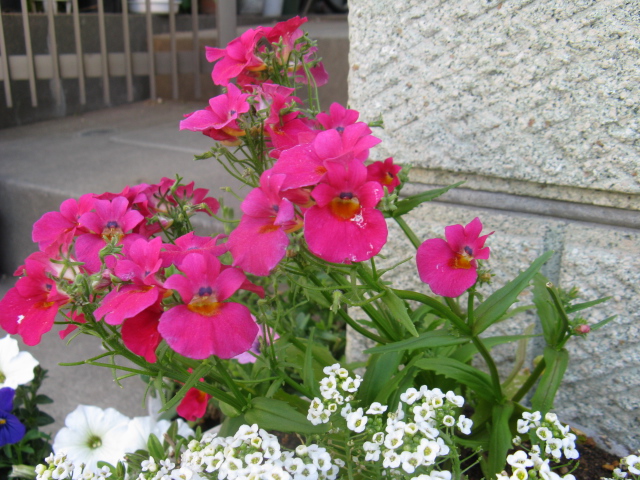 植物編のゴマノハグサ科のディアスシア