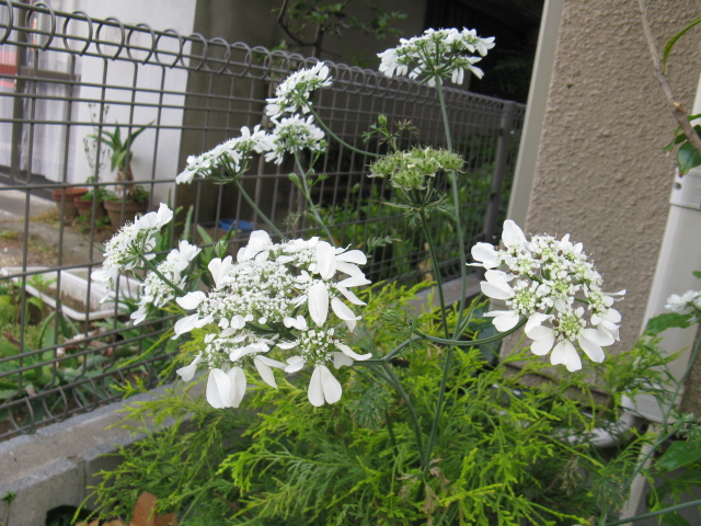 植物編のセリ科のオルレア