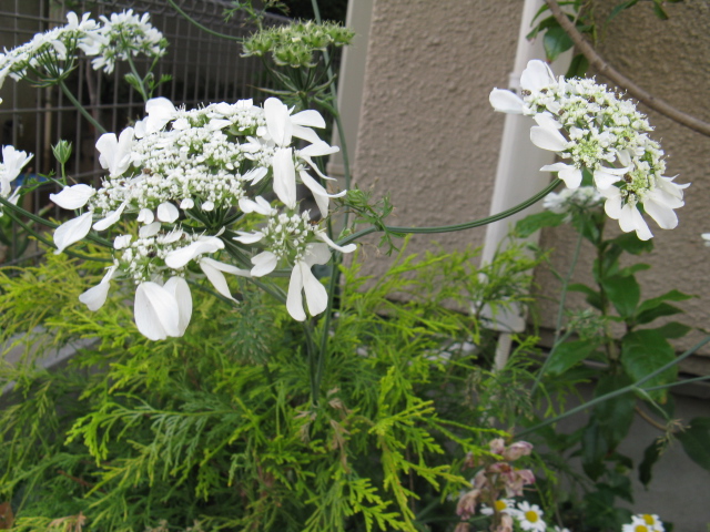 植物編のセリ科のオルレア