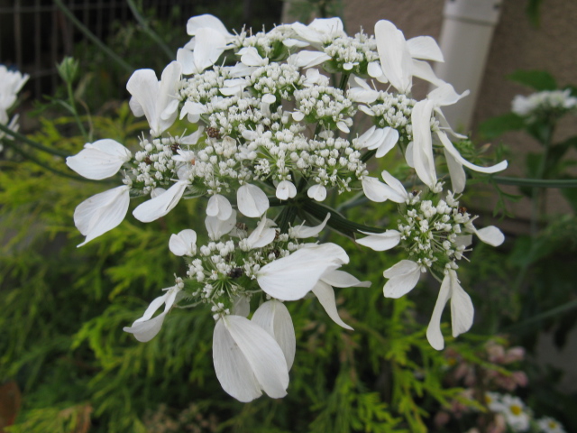 植物編のセリ科のオルレア