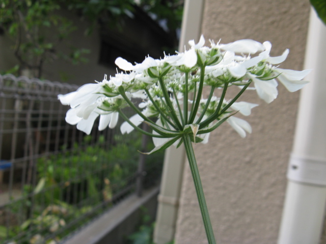 植物編のセリ科のオルレア