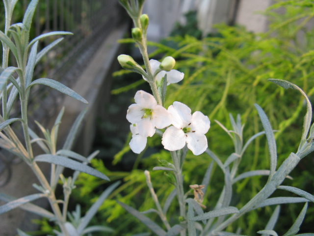 植物編のフジウツギ科のゴンフォスティグマ（ゴンフォスティグマ）