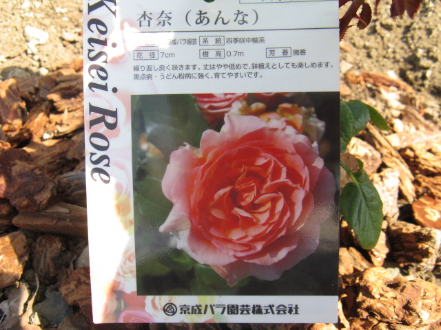 植物編のバラ科のバラ
