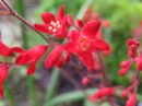 植物編のユキノシタ科のアカバナツボサンゴ（赤花ツボサンゴ）