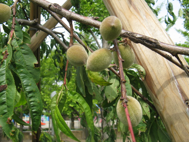 植物編のバラ科のゲンペイモモ（源平桃）