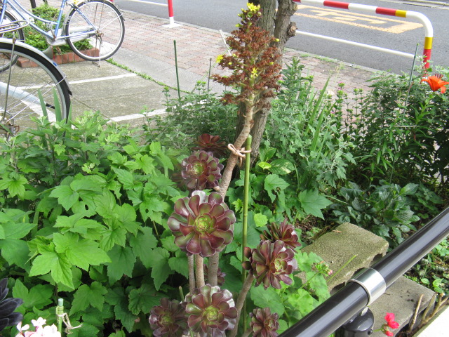 植物編のベンケイソウ科のアエオニウム（アエオニウム）